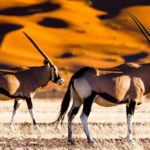 Oryx-Antilopen in Namibia