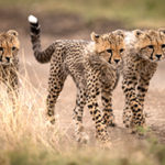 Wildtierbeobachtung in Namibia