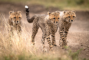 Wildtierbeobachtung in Namibia