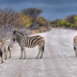 Zebras in Namibia