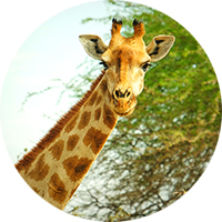 Giraffe_FarmNamibia-200x200rundpx