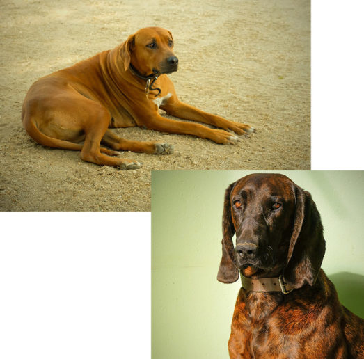 Hunde der Farm Namibia