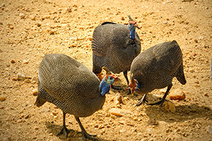 Perlhühner auf einer Safaritour