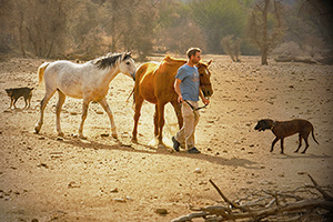 Pferde auf der Farm Nambia