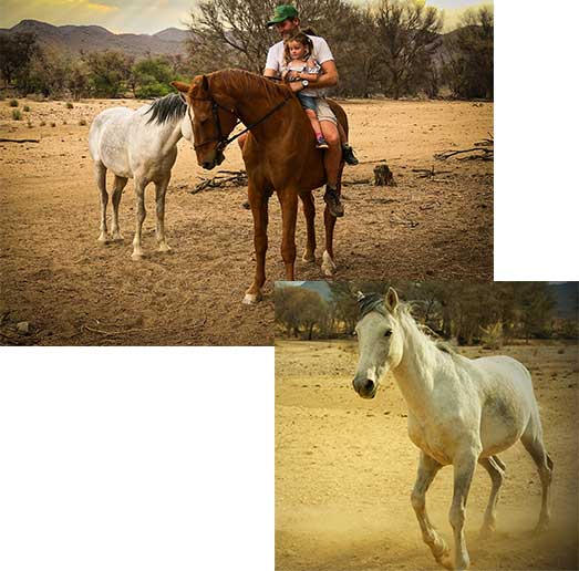 Pferde der Farm Namibia