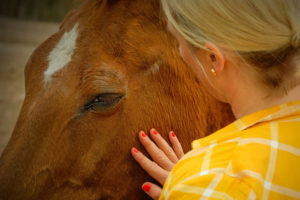 Harmonie zwischen Pferd und Mensch