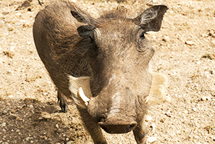 Warzenschwein auf einer Wildtierbeobachtungsfahrt