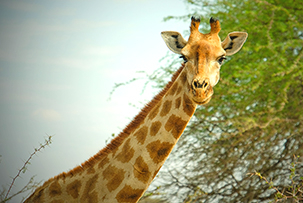 Giraffe bei einer Wildtierbeobachtungsfahrt