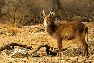 Wasserbock bei einer Wildtierbeobachtungsfahrt