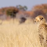 Geparden in Namibia